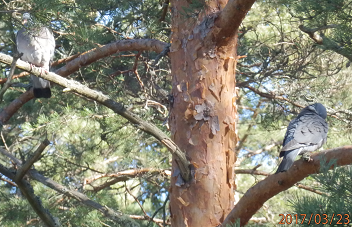 Aterian jälkeen.png