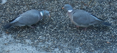 Kyyhkyläiset syömässä.png